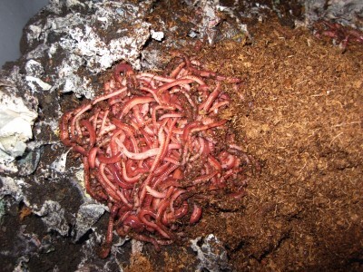 worm-castings