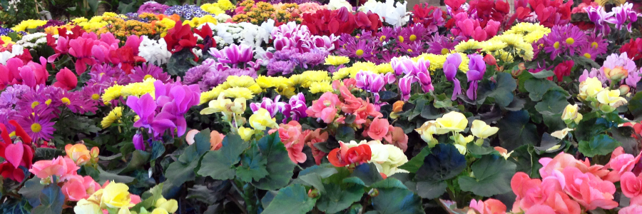 Find Blooming House Plants at Alsip Home & Nursery