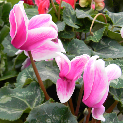 Find Cyclamen at Alsip Home & Nursery