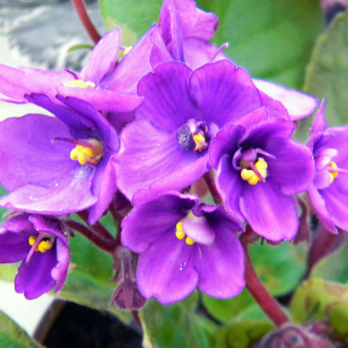 Find African Violets at Alsip Home & Nursery