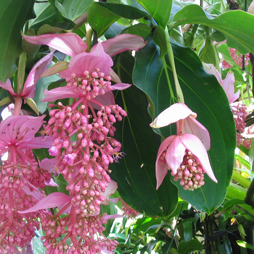 Find Medinilla Magnifica at Alsip Home & Nursery