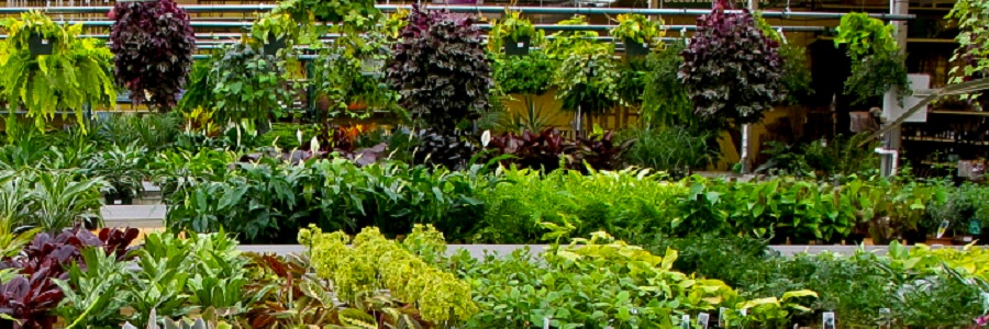Find Indoor Foliage Plants at Alsip Home & Nursery