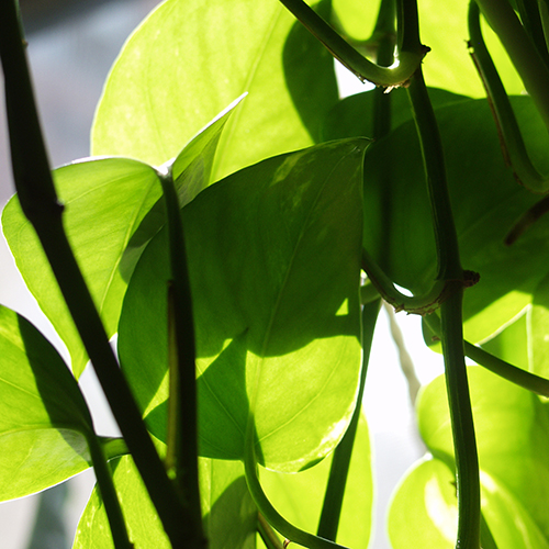 Pothos & Philodendron