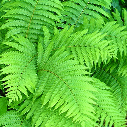 Fern