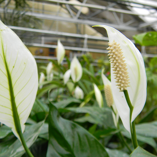 Peace Lily