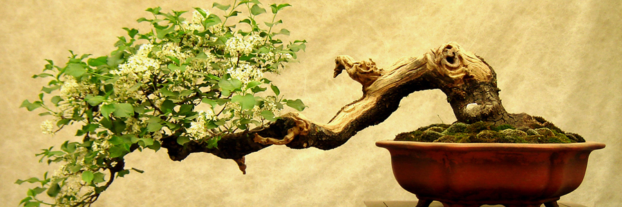 Find Bonsai Trees at Alsip Home & Nursery