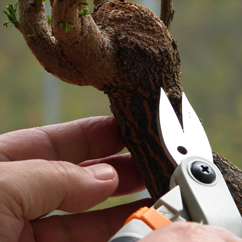 Pruning Bonsai Trees