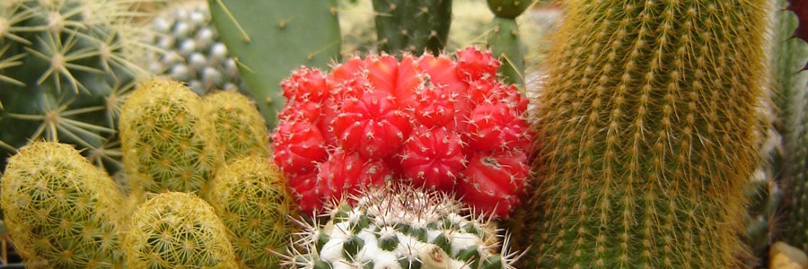 Find Cactus & Succulents at Alsip Home & Nursery