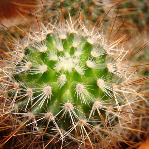 Find Cactus Plants at Alsip Home & Nursery