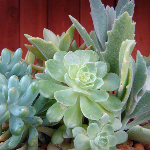 Find Succulents at Alsip Home & Nursery