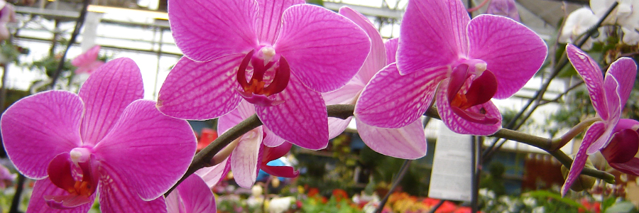 Find Orchids at Alsip Home & Nursery