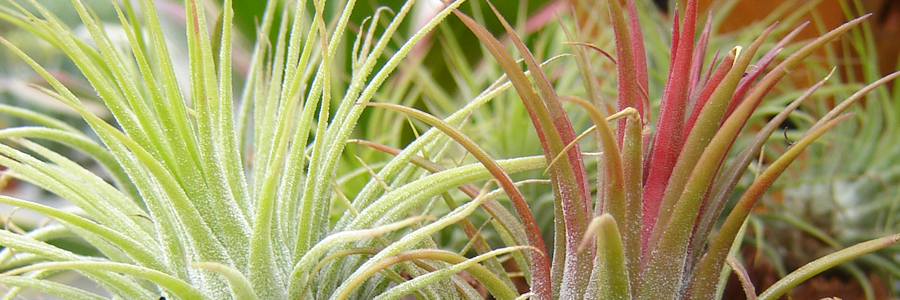 Find Air Plants at Alsip Home & Nursery