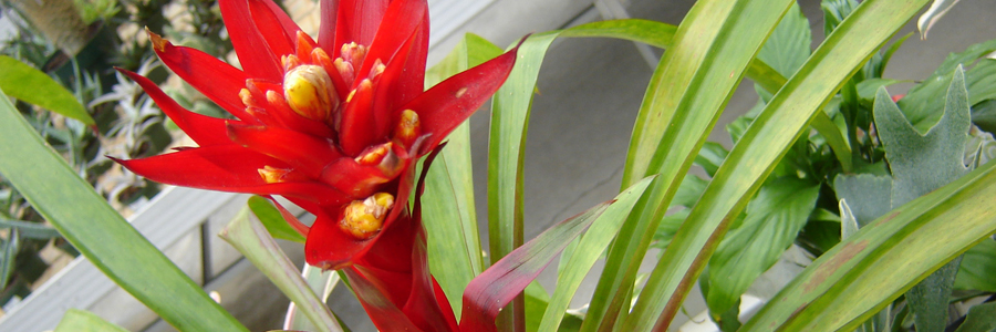 Find Bromeliads at Alsip Home & Nursery