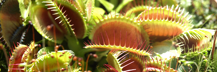 Find Venus Flytraps at Alsip Home & Nursery