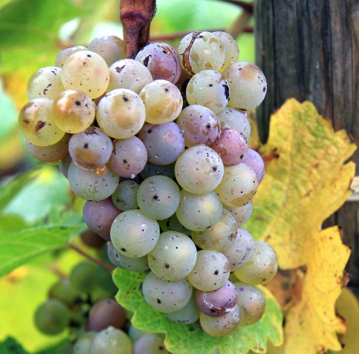 Gray mold-on Riesling grapes-Rob and Lisa Meehan-Wikimedia Commons