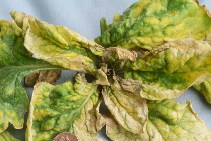 identify-cucumber-mosaic-virus.jpg