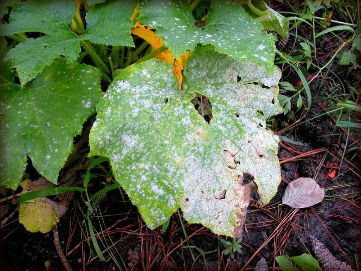 Powdery Mildew2