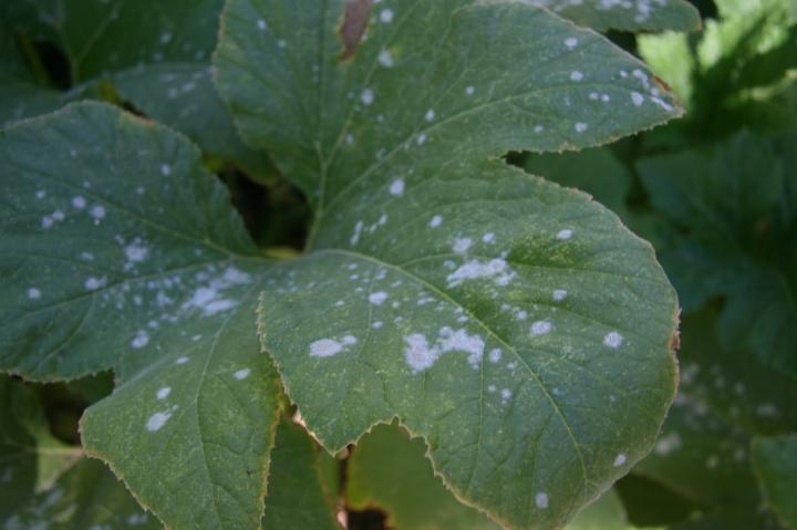 powdery-mildew-identification.jpg