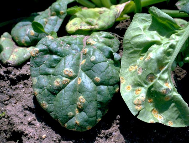 Rust on Spinach by Howard F. Schwartz via Wikimedia Commons