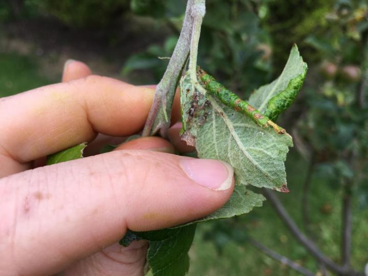 aphids-on-apple-leaf-3_full_width.jpg