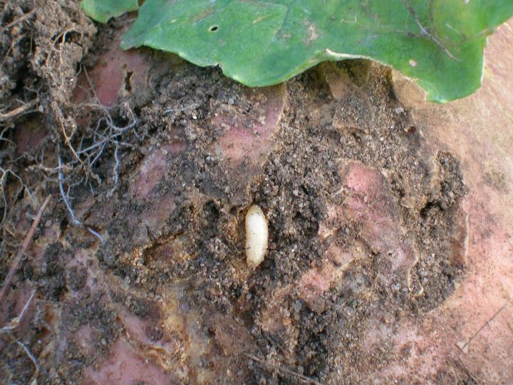 cabbage-root-maggots-control