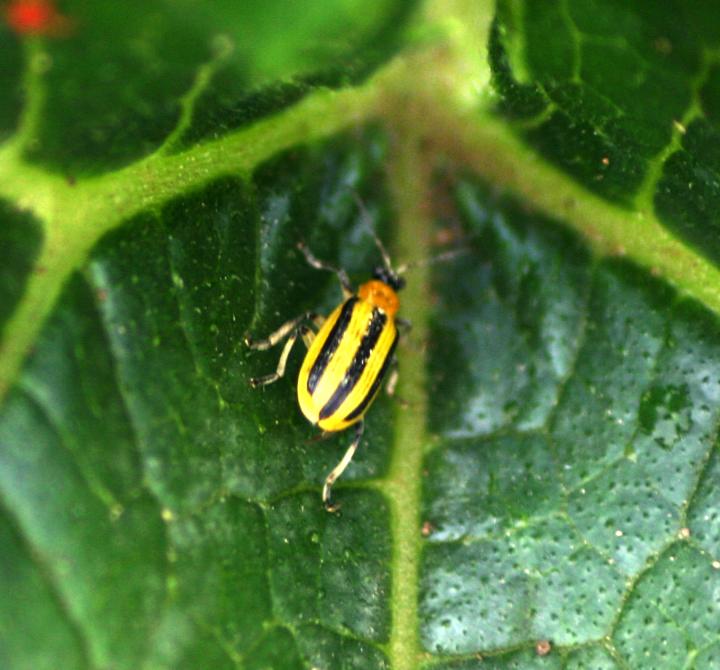 cucumber-beetles-bug-insect