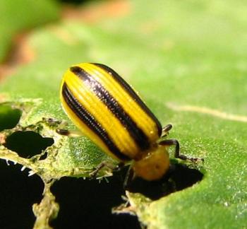 identify-striped-cucumber-beetle.jpg