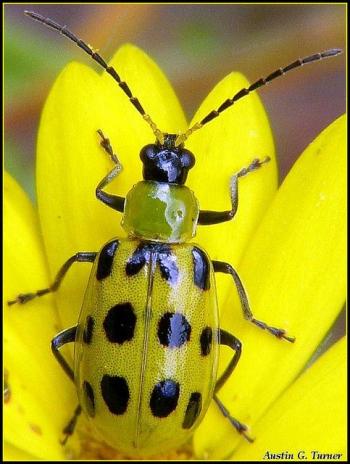 identify-spotted-cucumber-beetle_half_width.jpg
