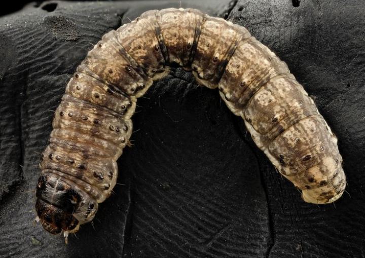 black-cutworm-control-prevention