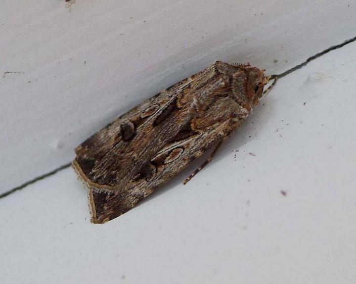 brown-cutworm-moth-identification.jpg