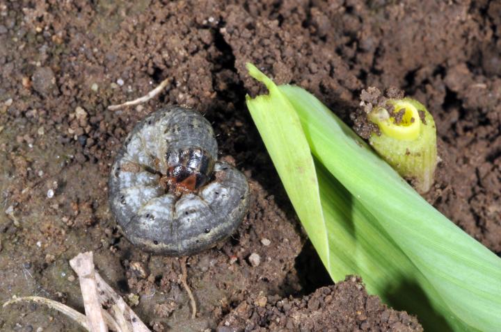 prevent-cutworm-damage.jpg