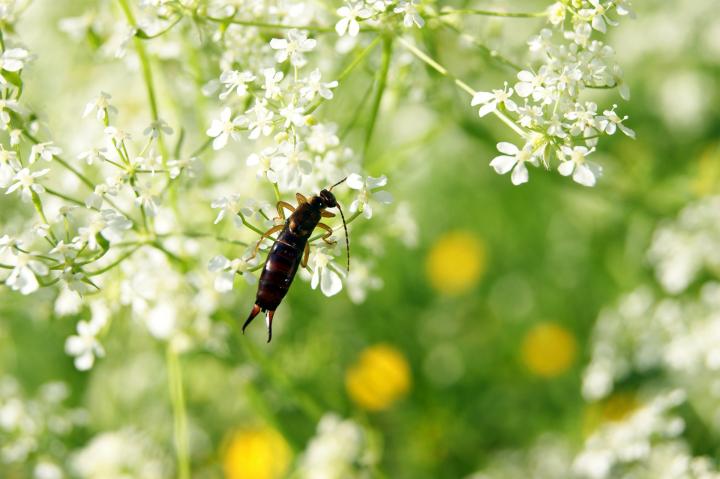 earwig-insect-get-rid-of