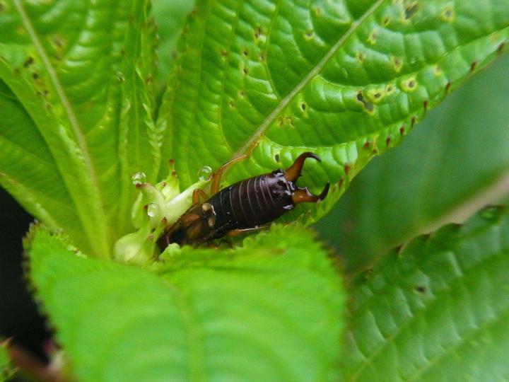 earwig-damage-identification.jpg