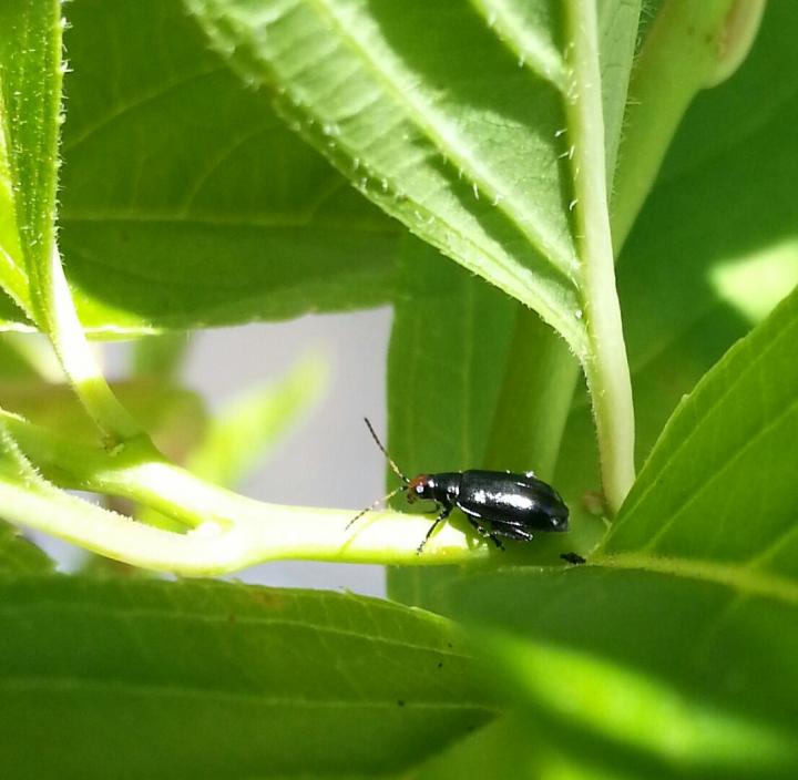 control-flea-beetles