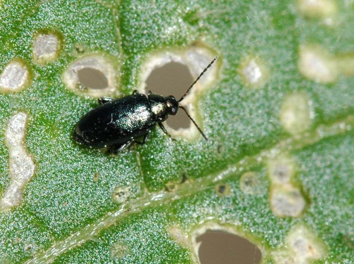 get-rid-of-flea-beetles.jpg