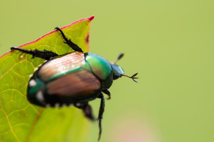 japanese-beetle-garden-pest-bug