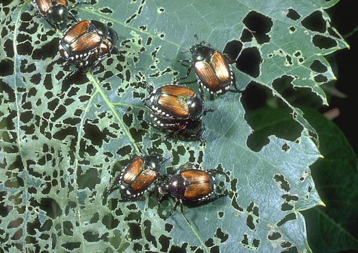 japanese-beetle-damage.jpg