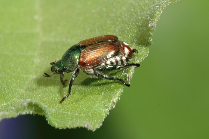 japanese-beetle-identification-control.jpg
