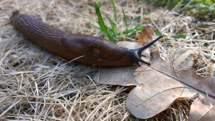 how-to-get-rid-of-slugs