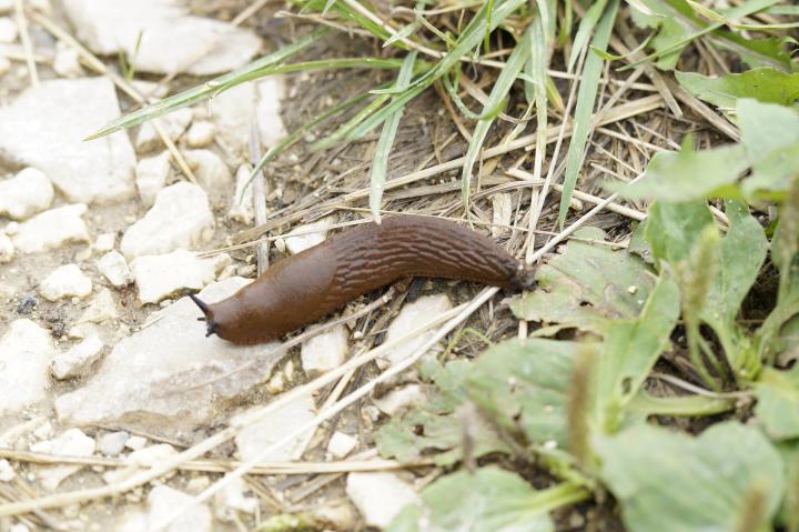 getting-rid-of-slugs.jpg