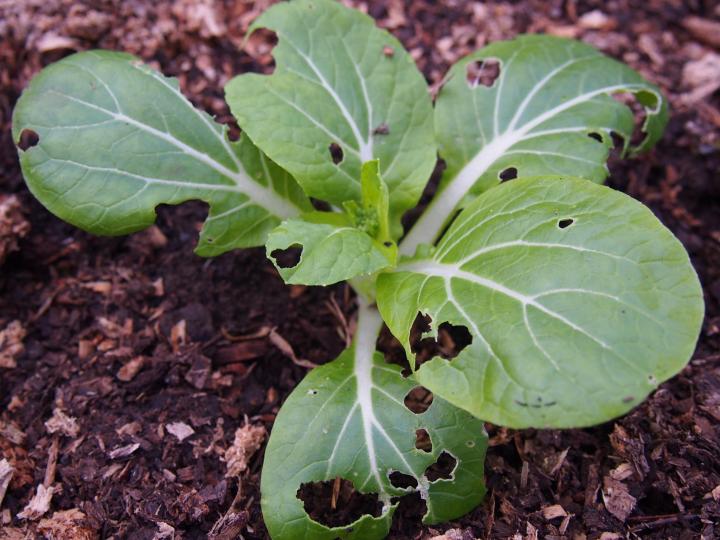 identify-slug-damage-pak-choi.jpg