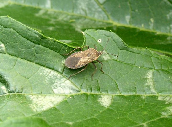 squash-bugs-pests