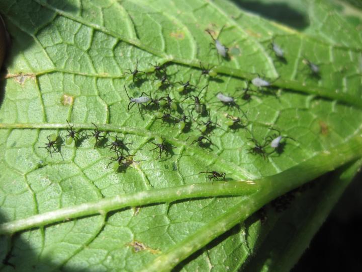 squash-bug-nymphs.jpg