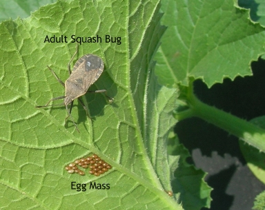 adult-squash-bug-identiication
