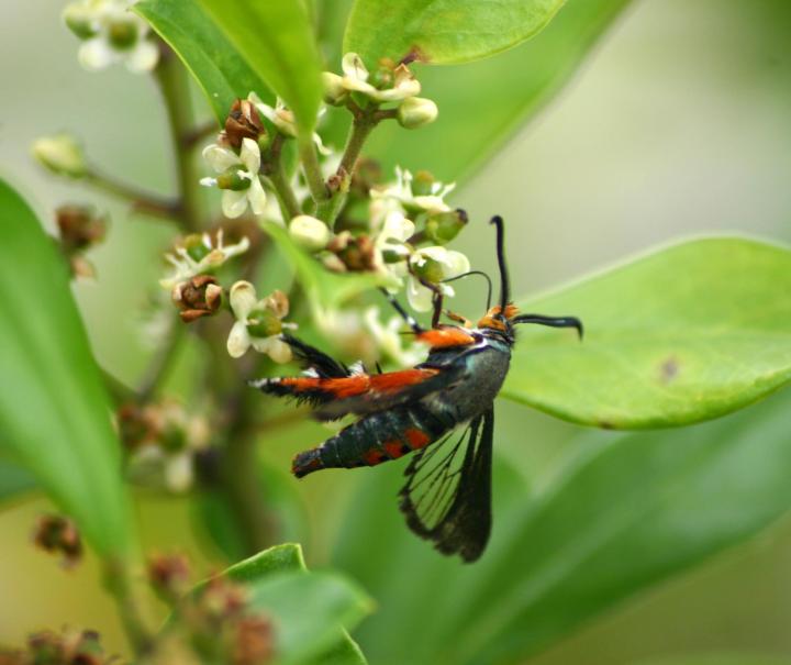 identify-squash-vine-borer-moth.jpg