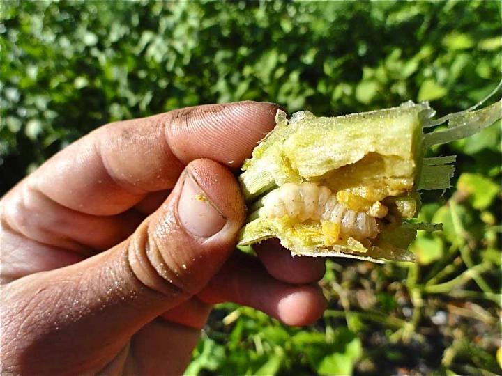 squash-vine-borer-damage.jpg