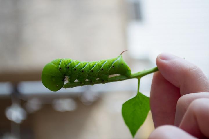 tomato-hornworms-green-caterpillar