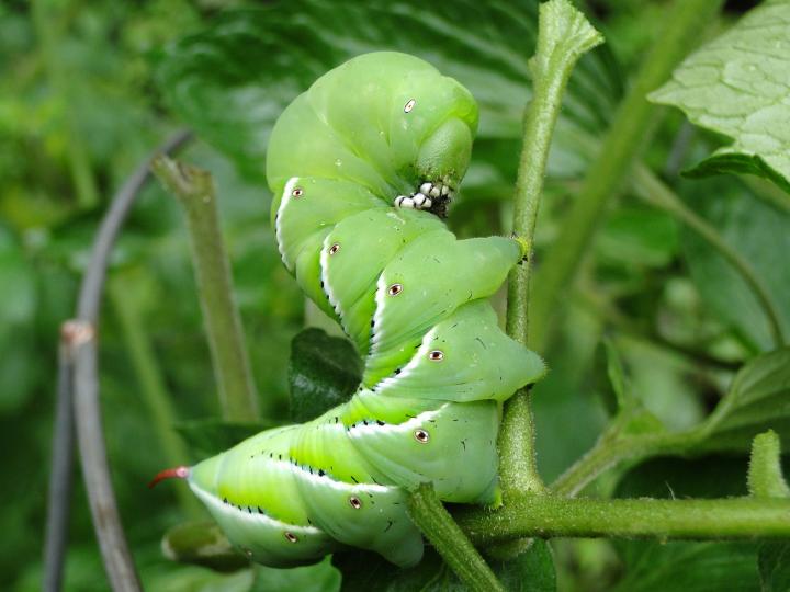 tomato-hornworm-moths.jpg