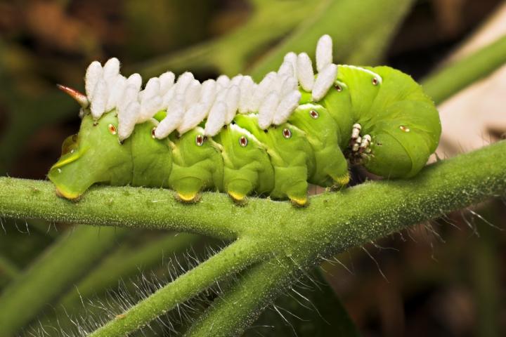 get-rid-of-hornworms.jpg