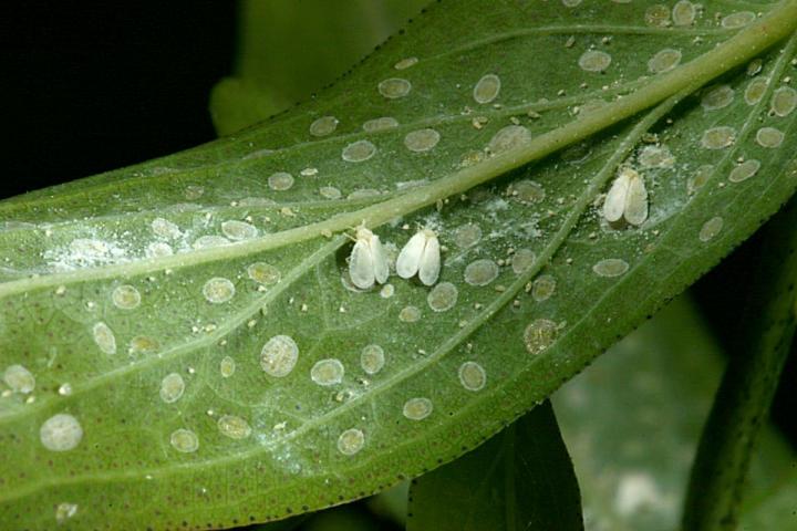 whiteflies-pests-garden